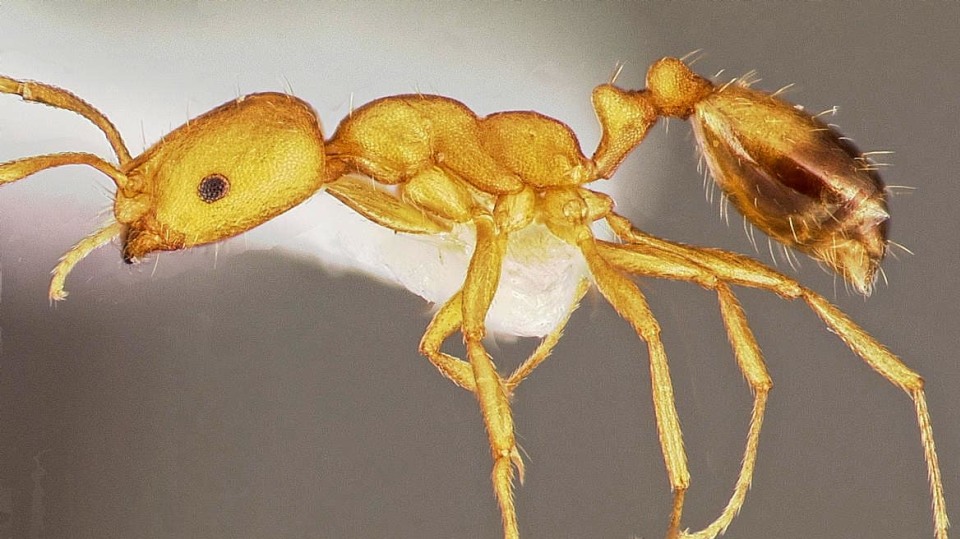 Monomorium pharaonis